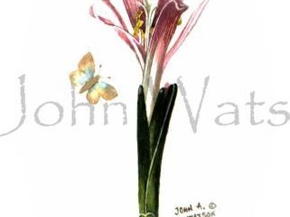 Calchicum Vernum  (watercolour) Image.