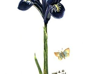 Dwarf Iris Image.