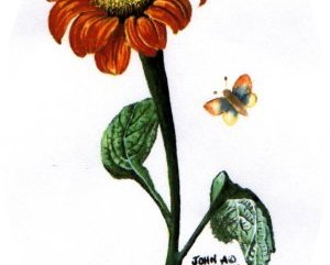 Mexican Sunflower Image.