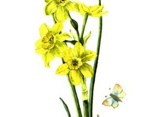 Narsissus Jonquilla Image.