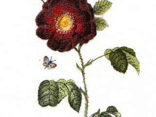 Rose Image.