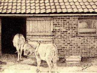 Donkey, pencil drawing Image.