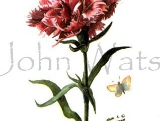 Flowers, (watercolour) Image.