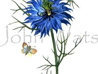 Cornflower Blue  (watercolour) Image.