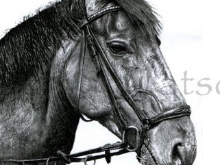 Horses in pencil, oils, pastels Image.