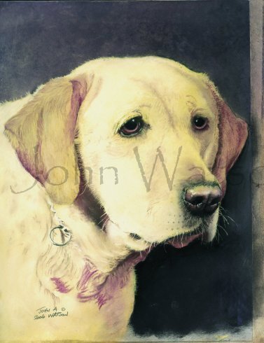Labrador  (pastel drawing)