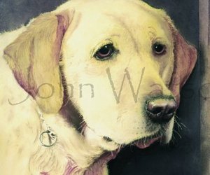 Labrador  (pastel drawing)