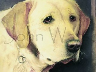 Labrador  (pastel drawing) Image.