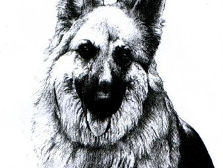 Alsatian, pencil Image.