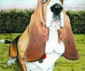 Basset Hound, Pastel