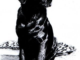 Labrador, pencil Image.