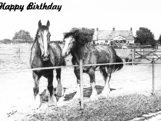 Shire Horses, pencil Image.