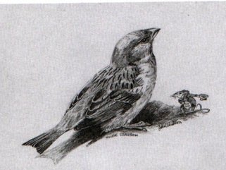 House Sparrow, pencil Image.