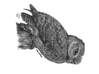 Little Owl, pencil Image.