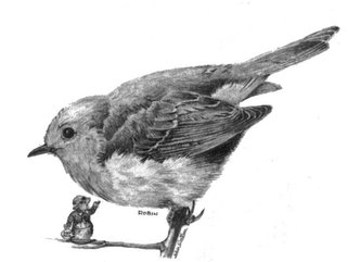 Robin, pencil Image.