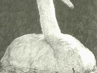 Swan, pencil drawing Image.