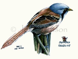 Bearded  Reedler  (watercolour) Image.