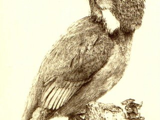Kingfisher Image.