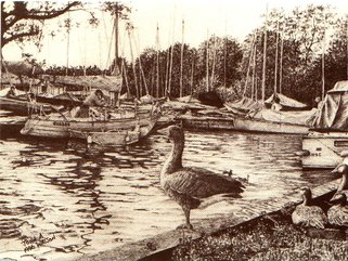 Geese at Horning Image.