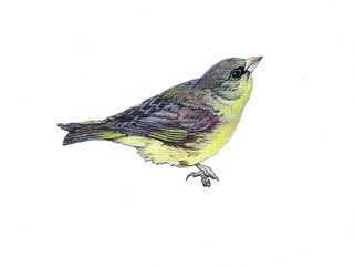 Greenfinch Image.