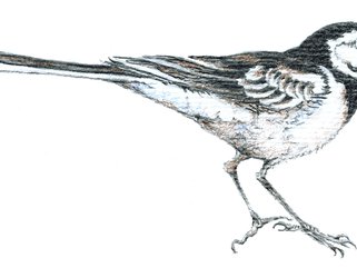 Pied wagtail Image.