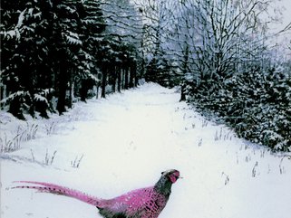 Snow scene (1 pheasant) Image.