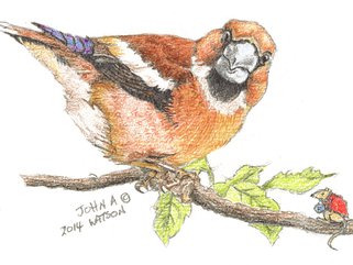 Hawfinch Image.
