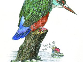 Kingfisher Image.