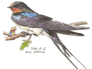 Swallow Image.