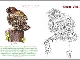 Birds Colouring Book 1 - All Profit to Charity Image.