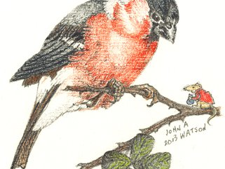Bullfinch Image.