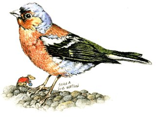 Chaffinch Image.