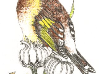 Goldfinch Image.