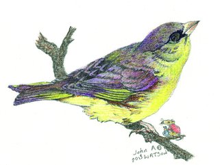 Greenfinch Image.