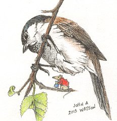 Marsh Tit Image.