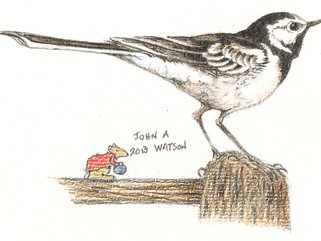 Pied wagtail Image.