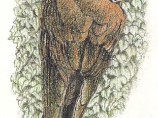 Sand Martin Image.