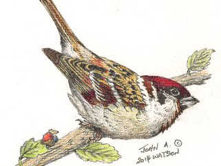 Tree Sparrow Image.