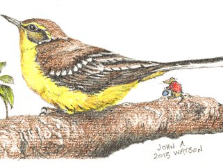 Yellow Wagtail Image.